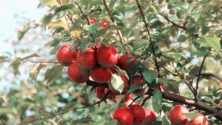 Apple Tree